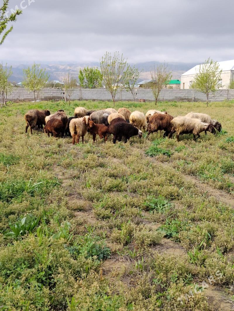 guzulu goyun işşek geci - Бахарден - img 1