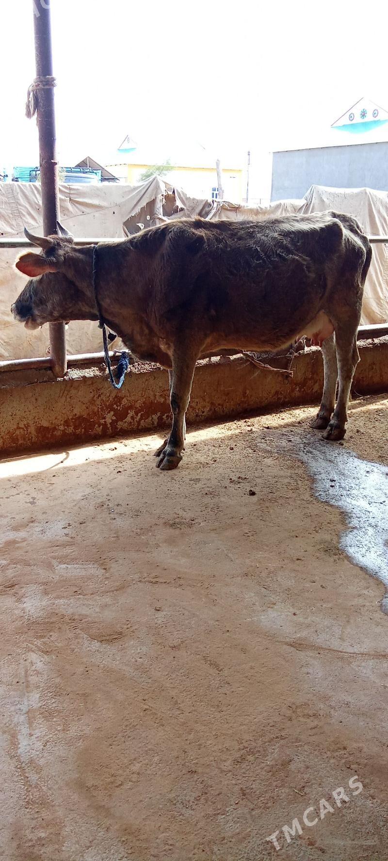 göleli sygyr - Babadaýhan - img 1