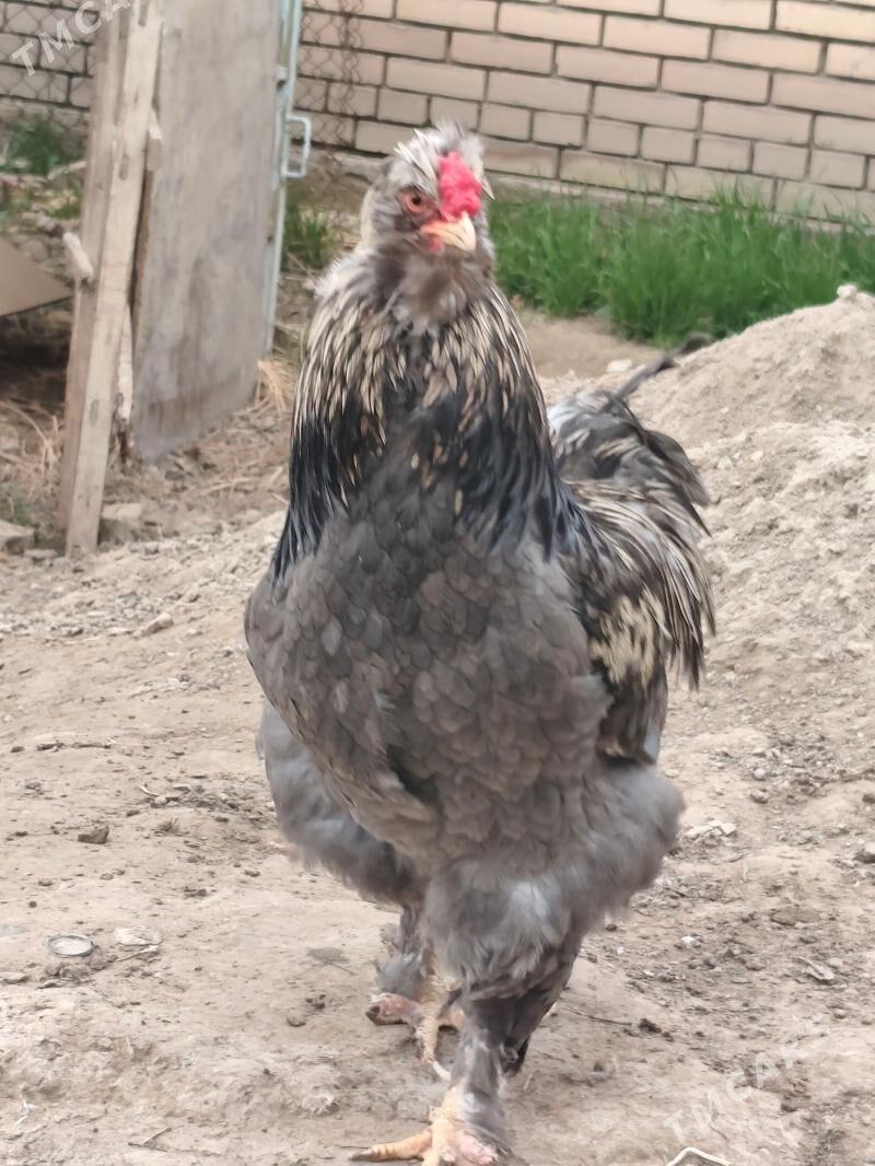 тройка двойка товуклар - Шатлык - img 1