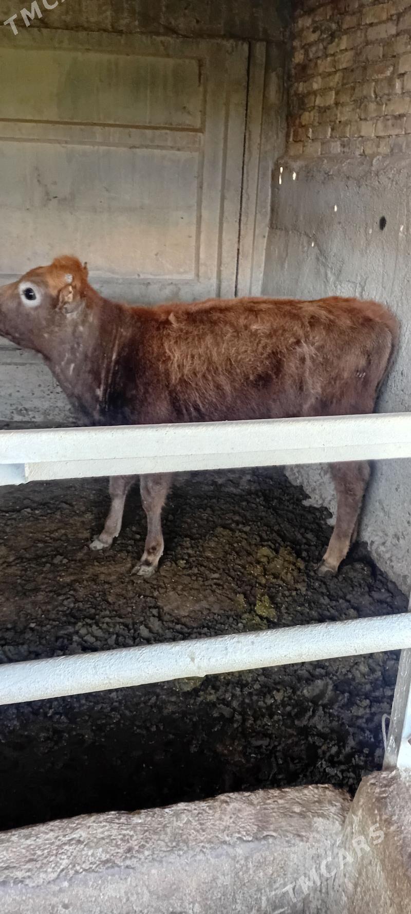 TUWE ARSSA TOHUM - Büzmeýin - img 1