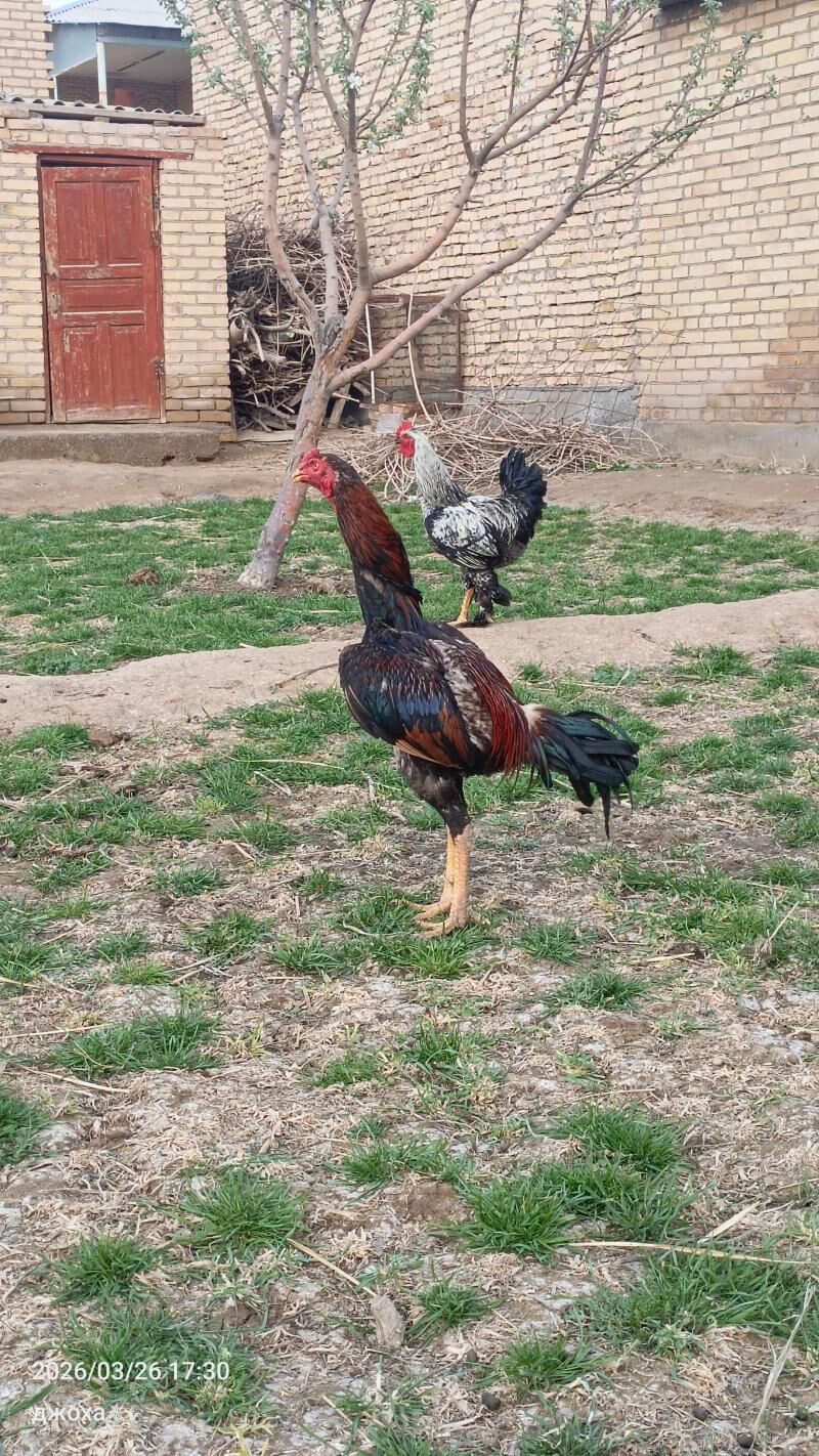 Bayso horaz - Çärjew - img 1