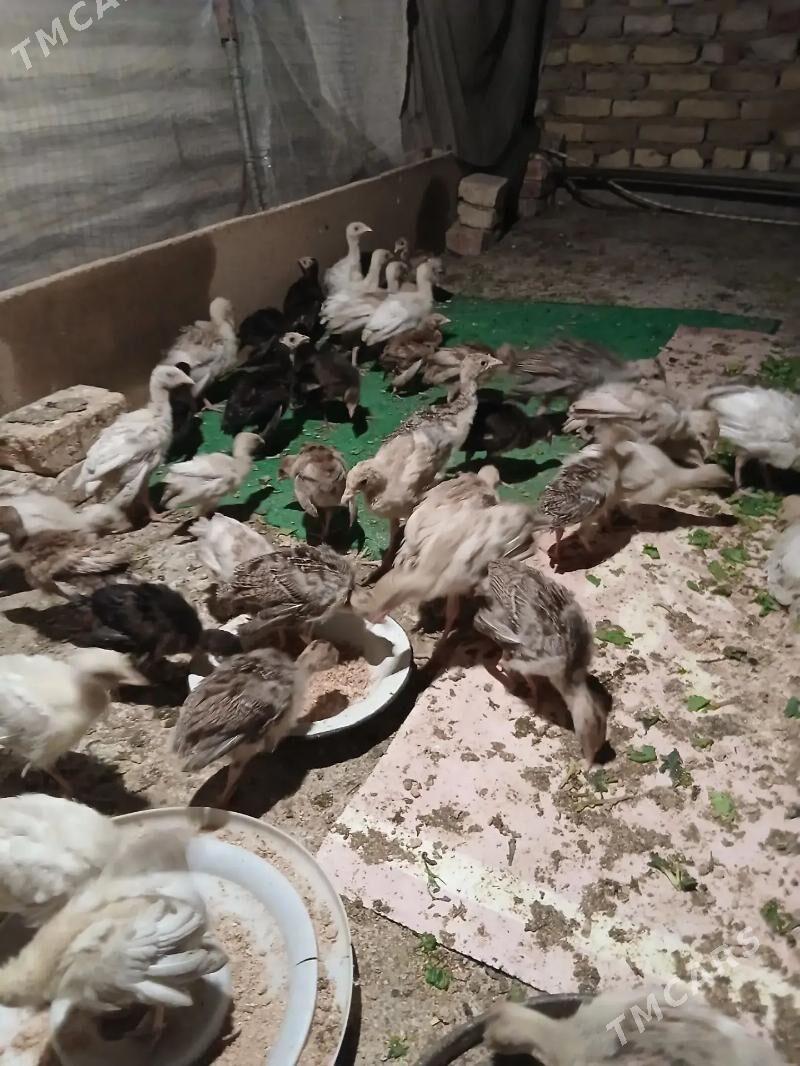 induk juyje - Tejen - img 1