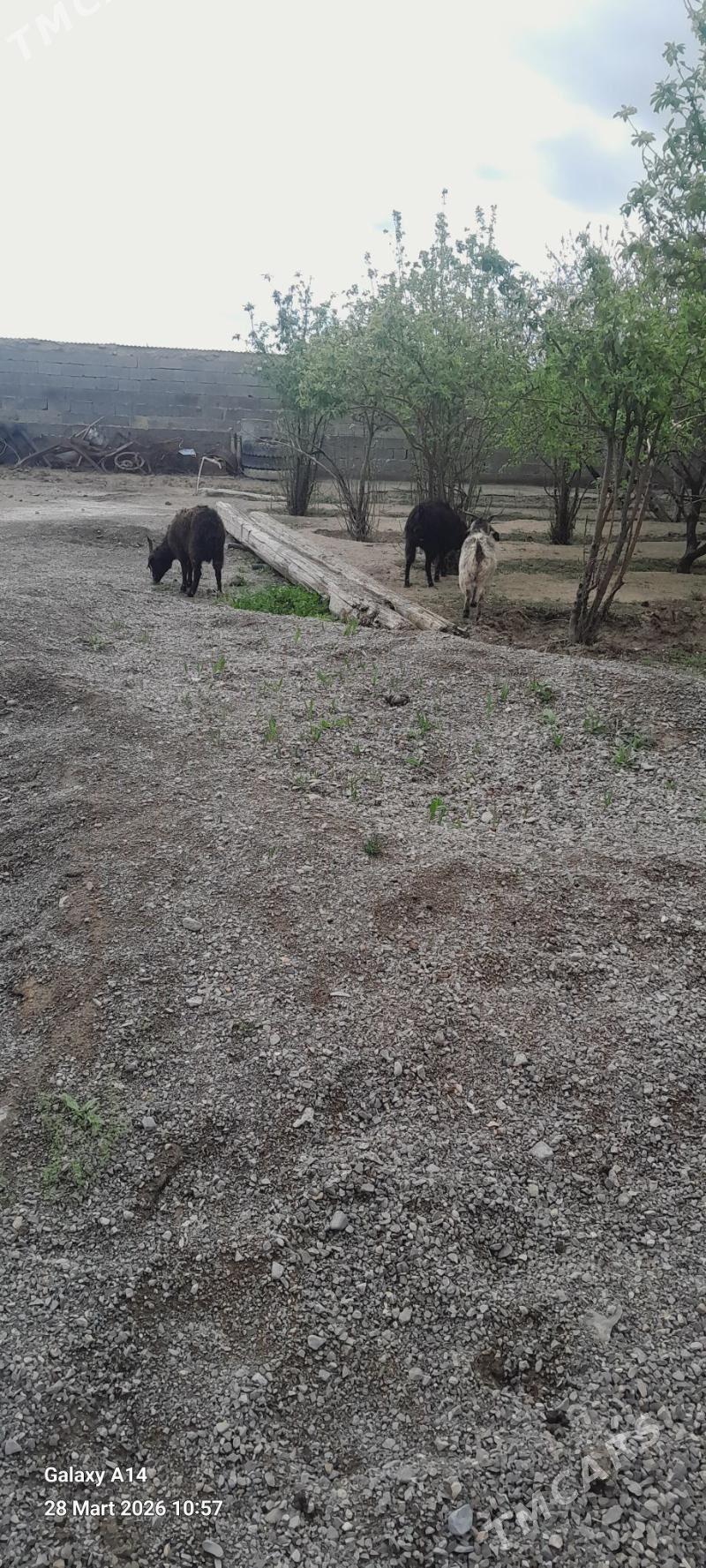 gysyr geciler - Бахарден - img 1