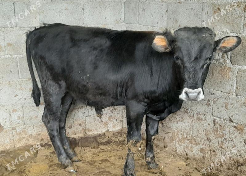 2 sany Ökiz - Багир - img 1