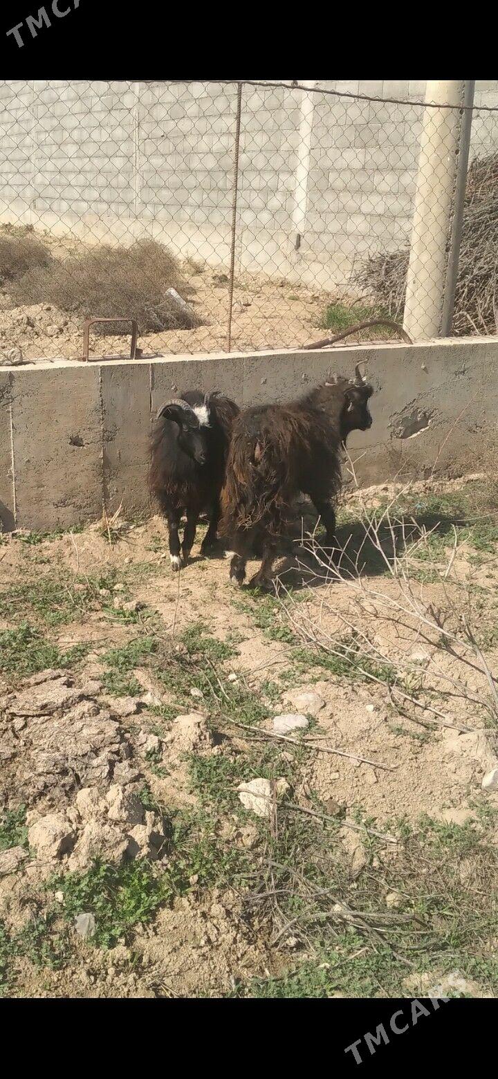 cebis - Gökdepe - img 1