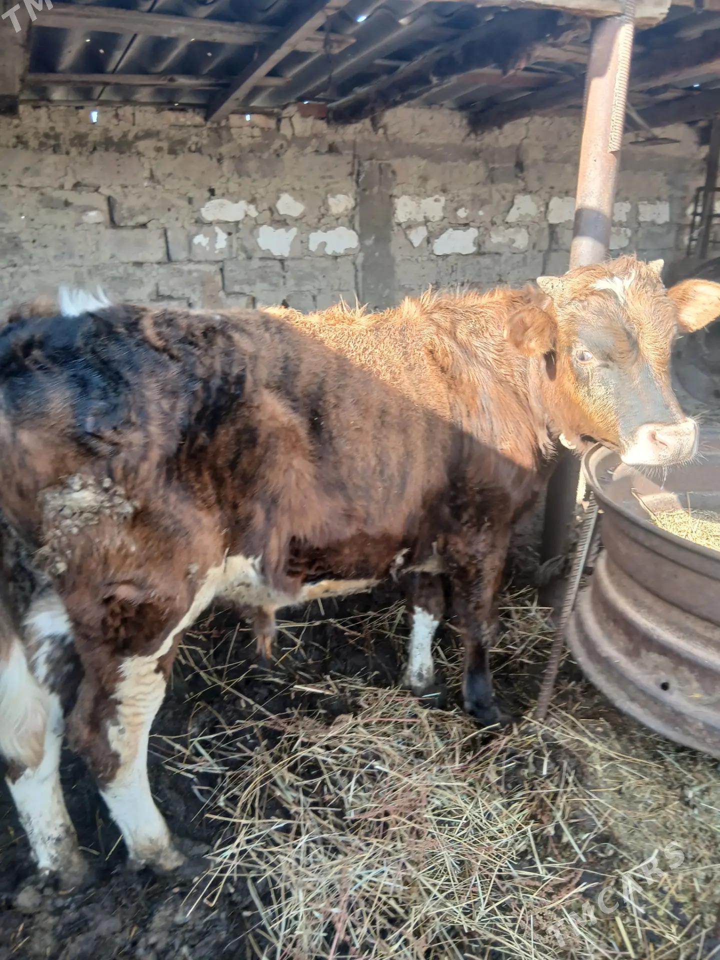 okuz - Ýaşlyk - img 1