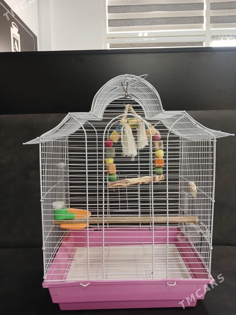 Guş ketek - Aşgabat - img 1