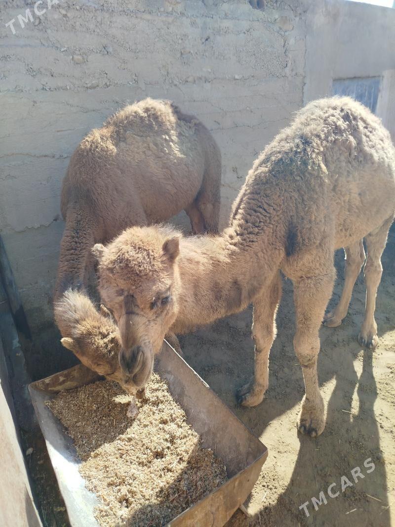 Torum - Гумдаг - img 1