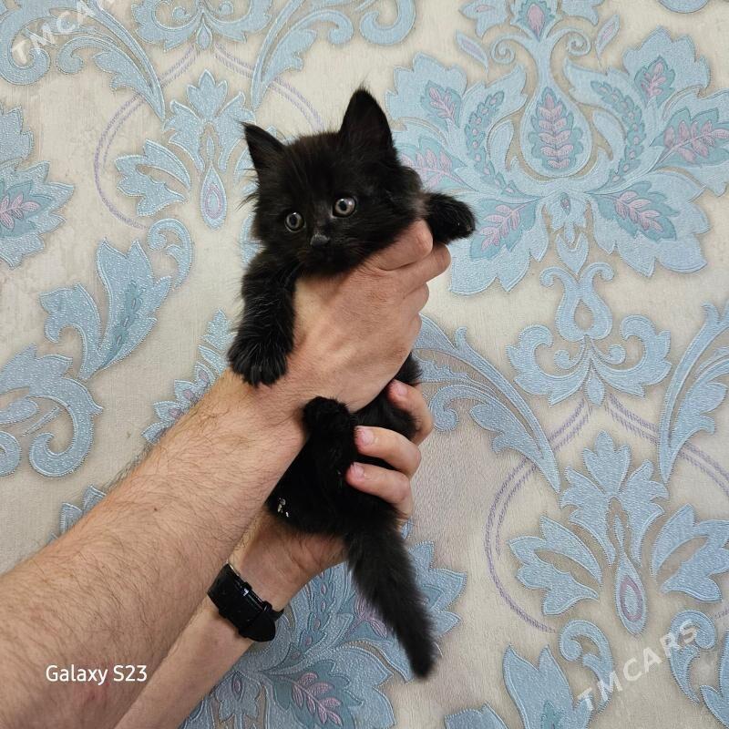 Pişik - Aşgabat - img 1