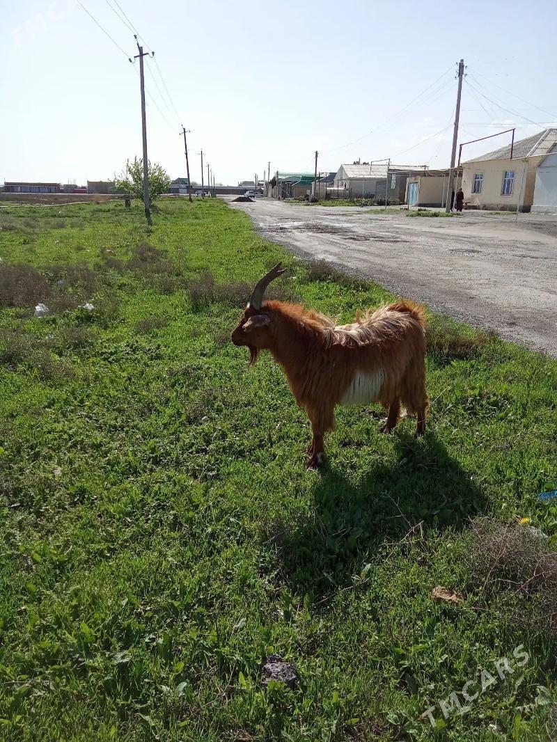 Erkec - Гёкдепе - img 1