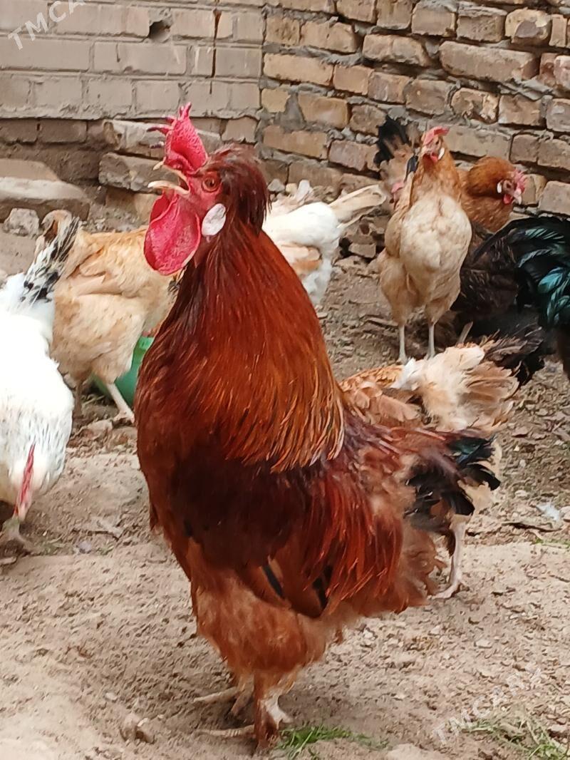 yumurta juyje çykarmak üçin - Kerki - img 1