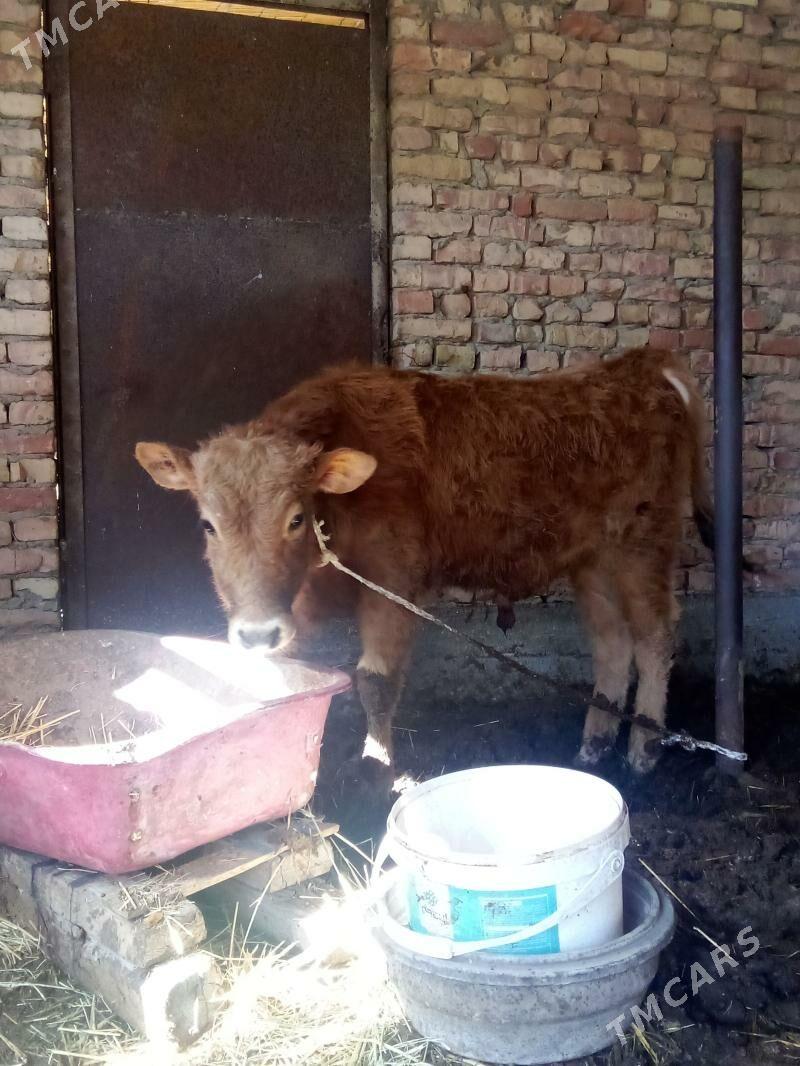 Öküzler 2 sany - Gökdepe - img 1