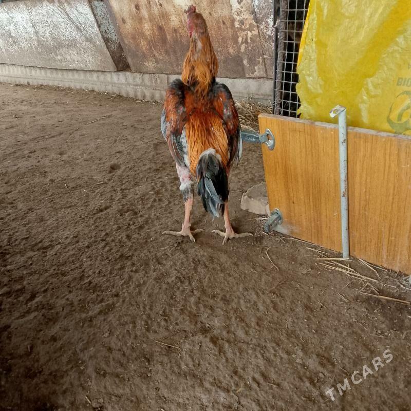 horaz - Чарджоу - img 1