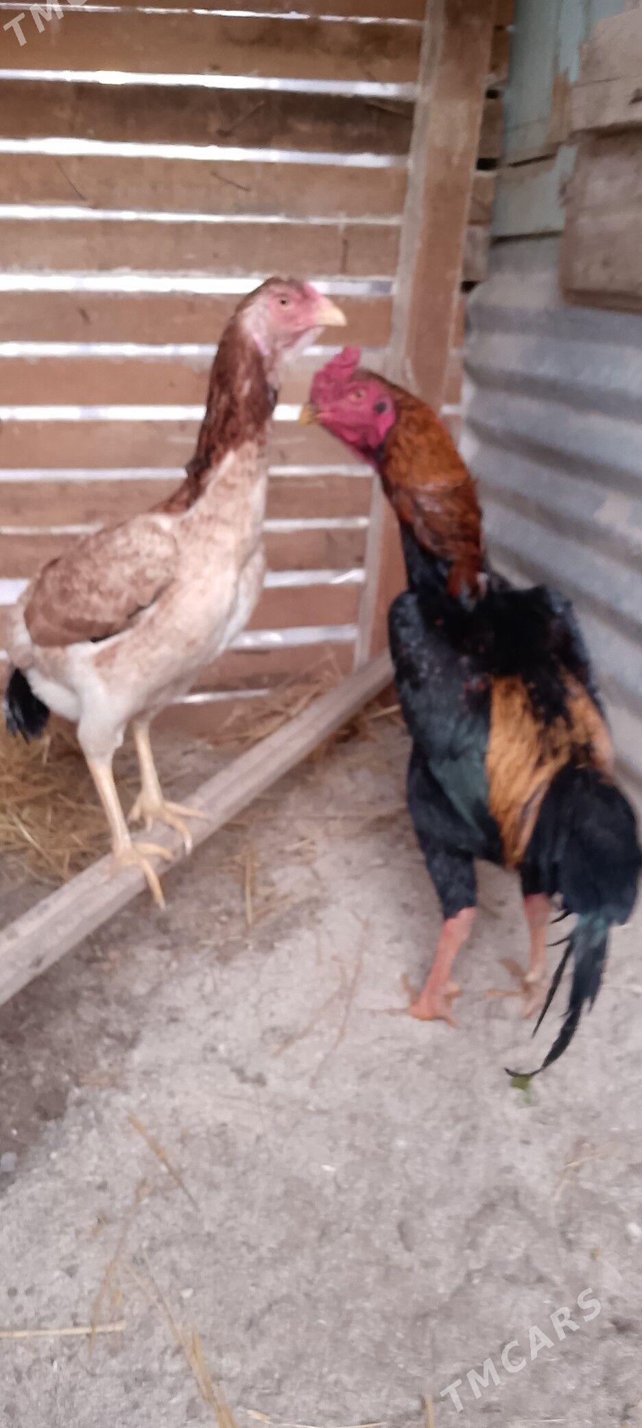 taskent - Änew - img 1