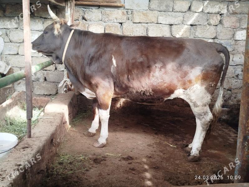 BAKYLAN SYGYR - Чоганлы - img 1