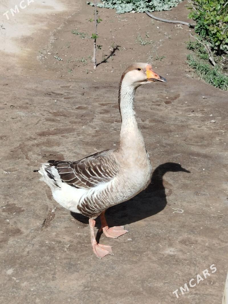 Gaz - Халач - img 1