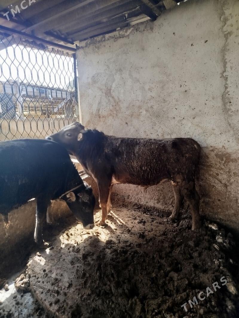 okuz 2sany Siwes - Гёкдже - img 1