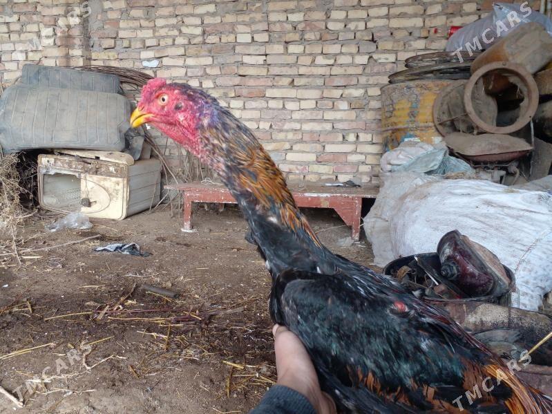 хораз,horaz - Туркменабат - img 1