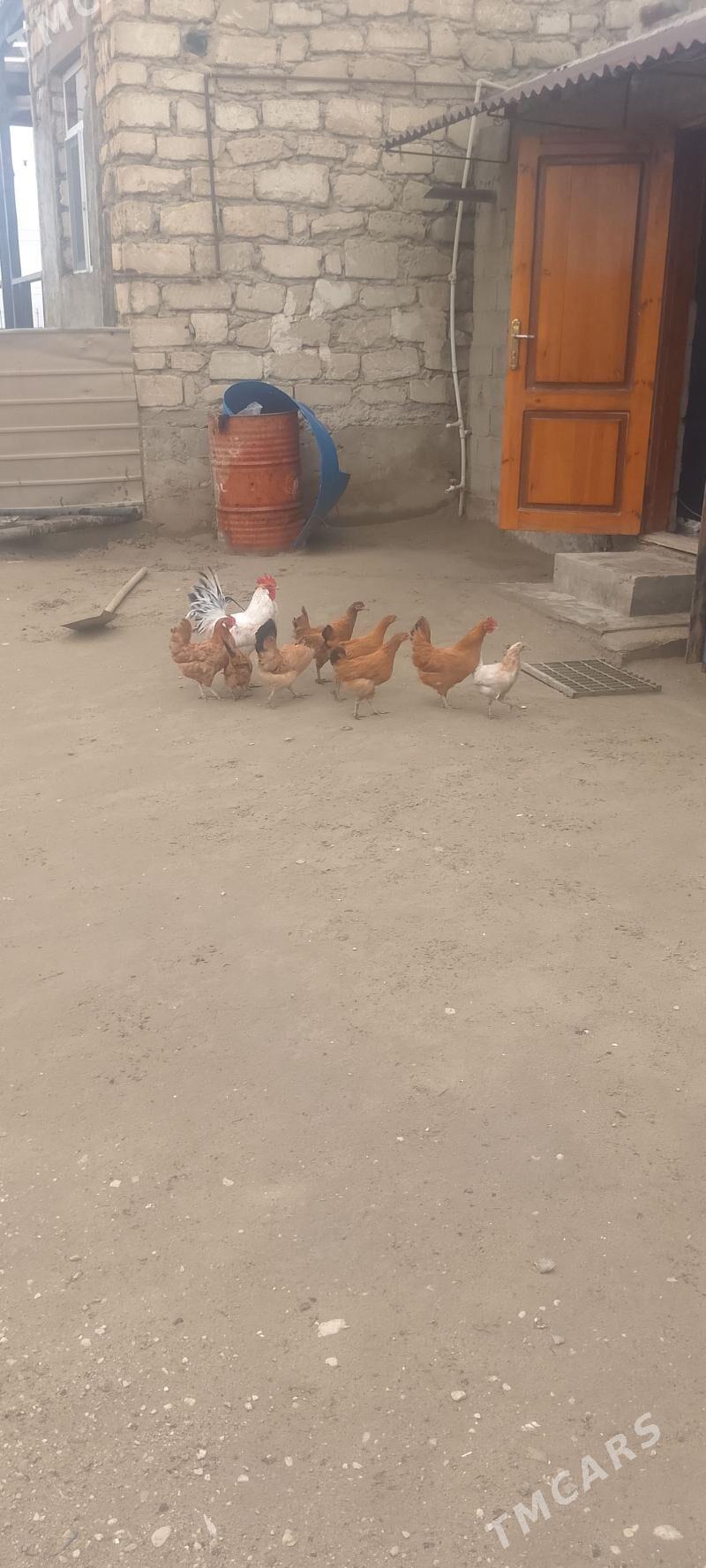 towuk - Hazar - img 1