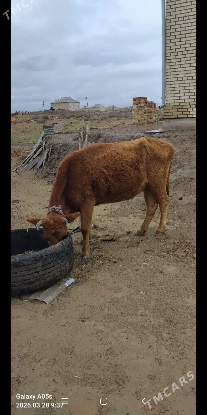 sygyr - Sakarçäge - img 1