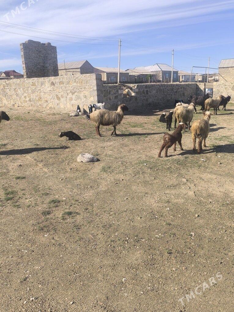 Guzuly goyunlar - Берекет - img 1