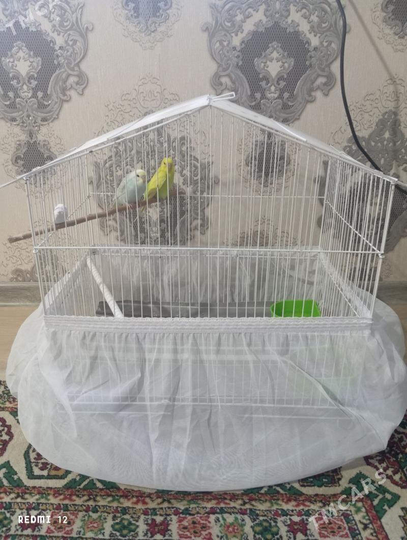 попугаи - Туркменабат - img 1