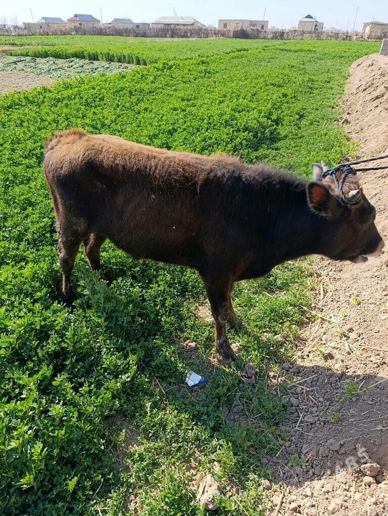 okuzce - Бабадайхан - img 1