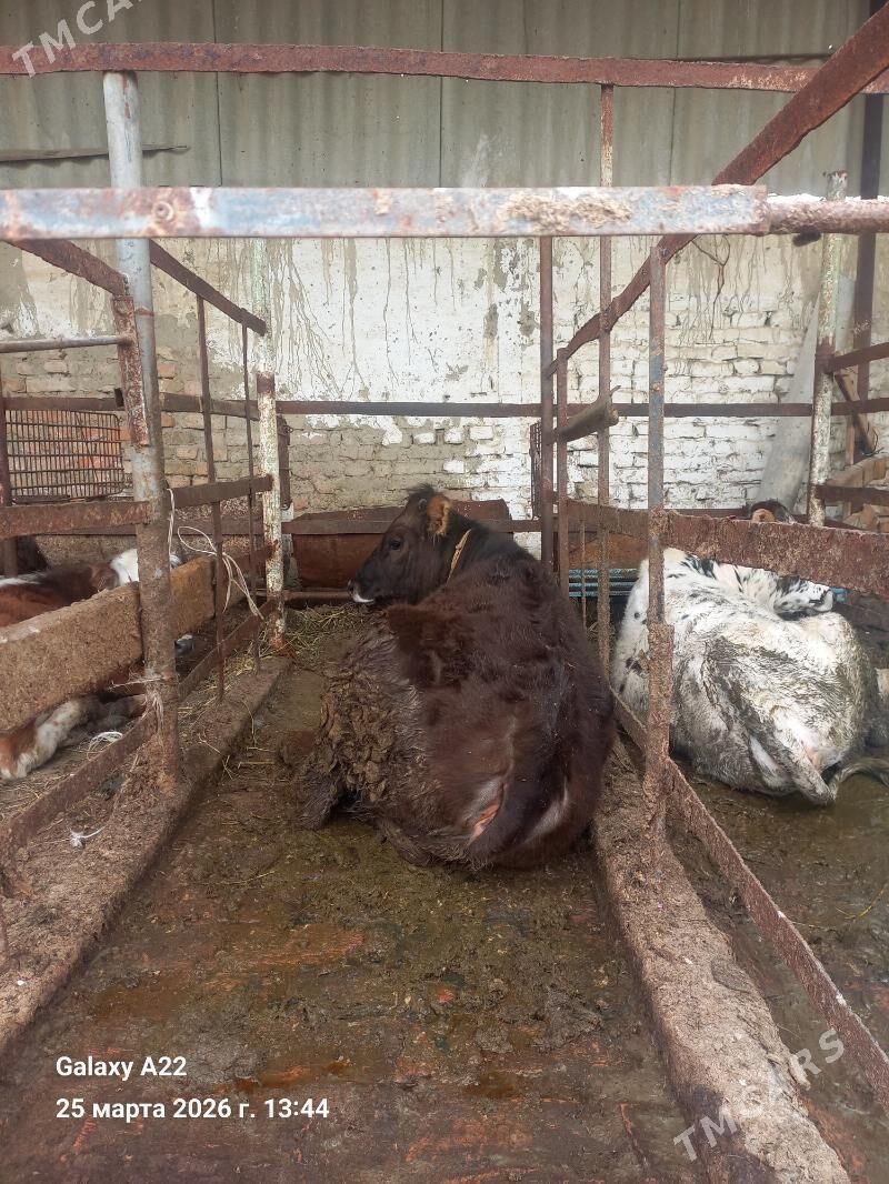 tuwe - Bäherden - img 1