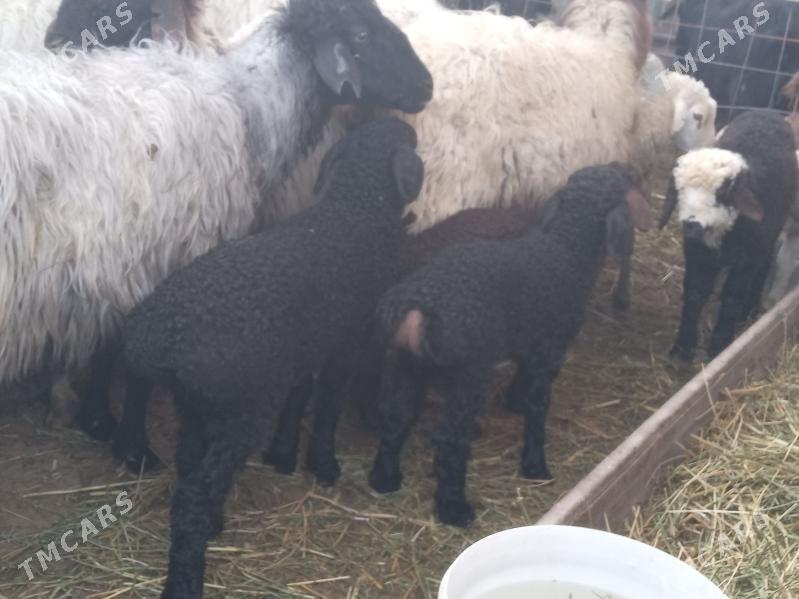 7.sany. guzly goyyn. - Бузмеин - img 1