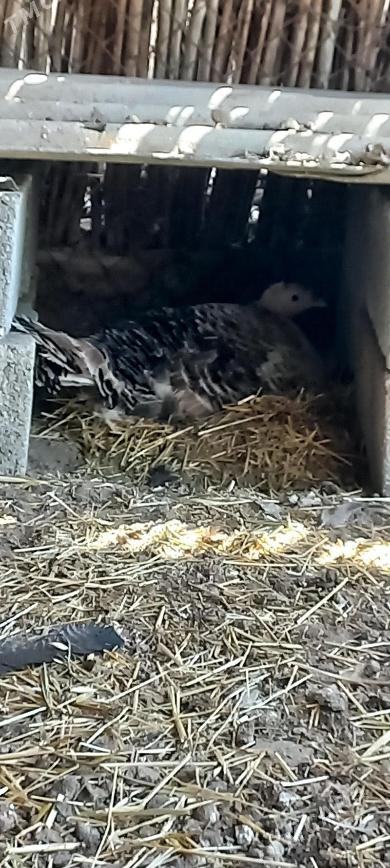 Induk kuruk - Gökdepe - img 1