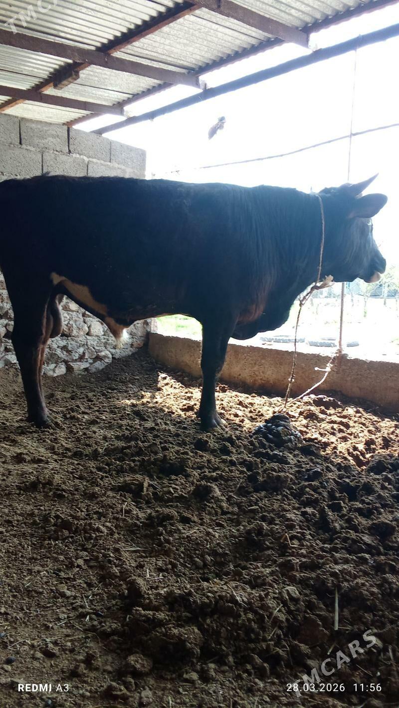 okuz - Бахарден - img 1