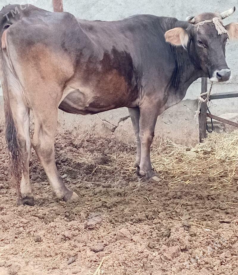 Sygyr - Бахарден - img 1