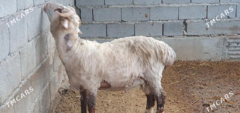 goyun-goç - Gökdepe - img 1