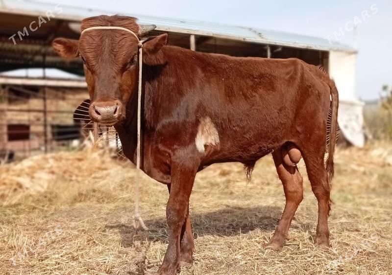 Parodny okuzler - Туркменабат - img 1