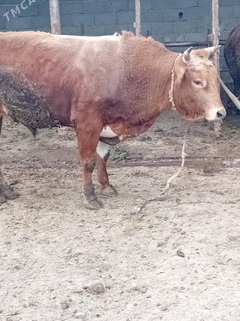 Uly ökiz - Бахарден - img 1