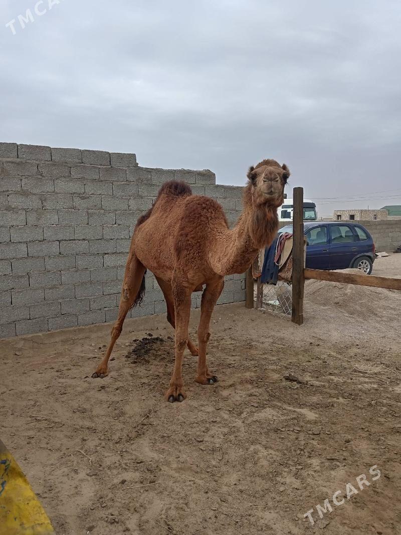 Duye - Джебел - img 1