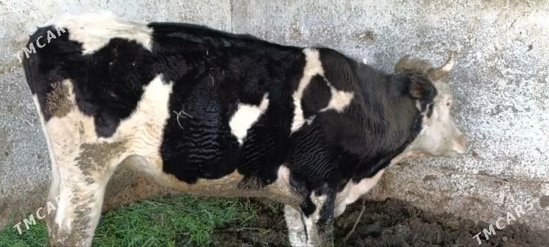 tuve - Aşgabat - img 1