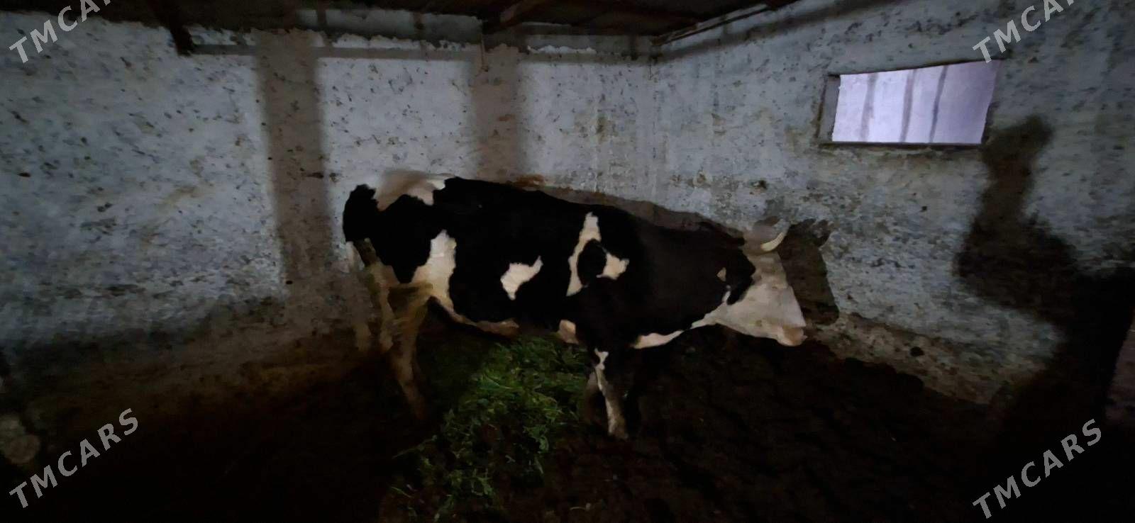 tuve - Aşgabat - img 1