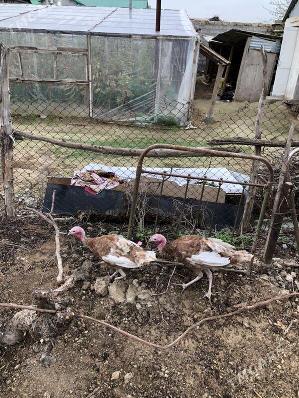 Induk towuk - Херрикгала - img 1