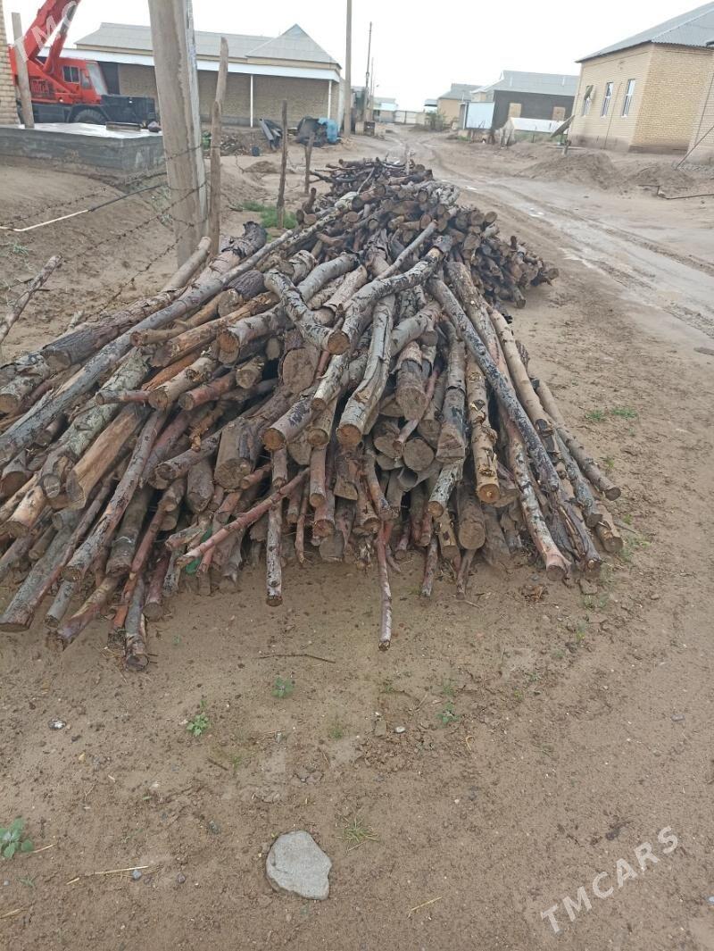 parnik üçin agaç агач парник - Сакарчага - img 1