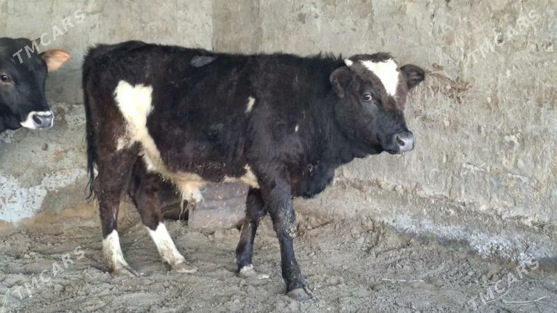 Gbrit okuzler - Бузмеин - img 1