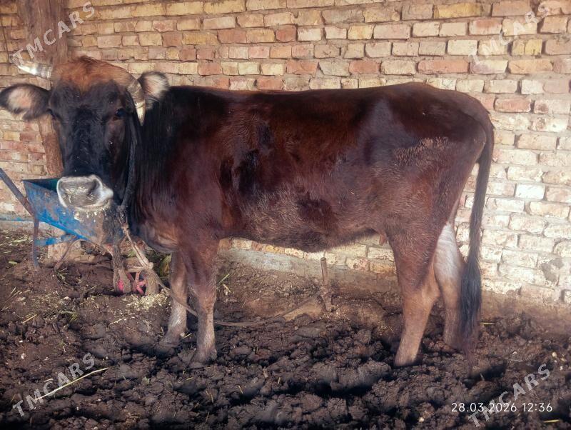 BOGAZ SYGYR - Мургап - img 1