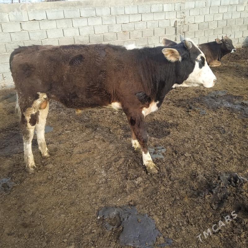 òkùzler - Гёкдепе - img 1