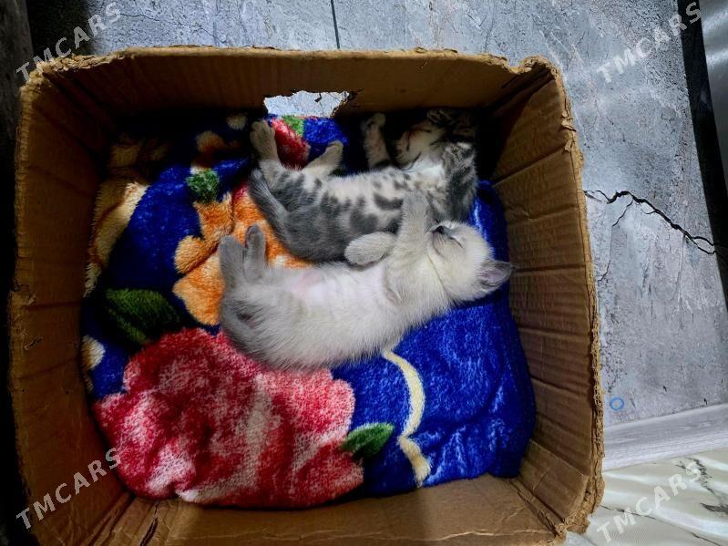 Siyamiski - Дашогуз - img 1