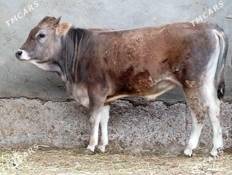 swes okuz - Aşgabat - img 1