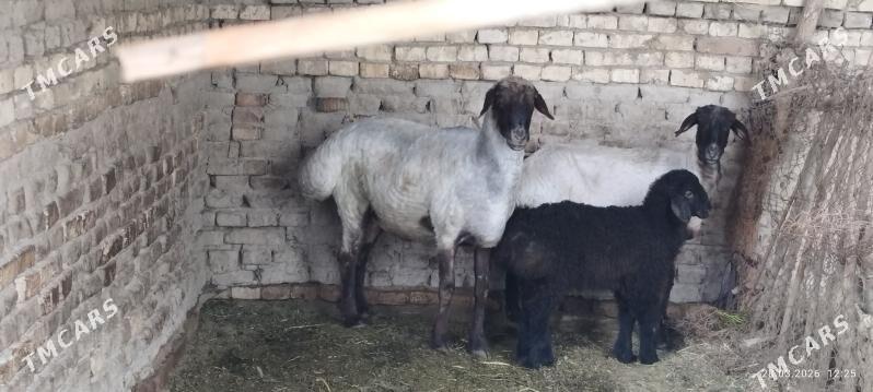 Goç - Murgap - img 1