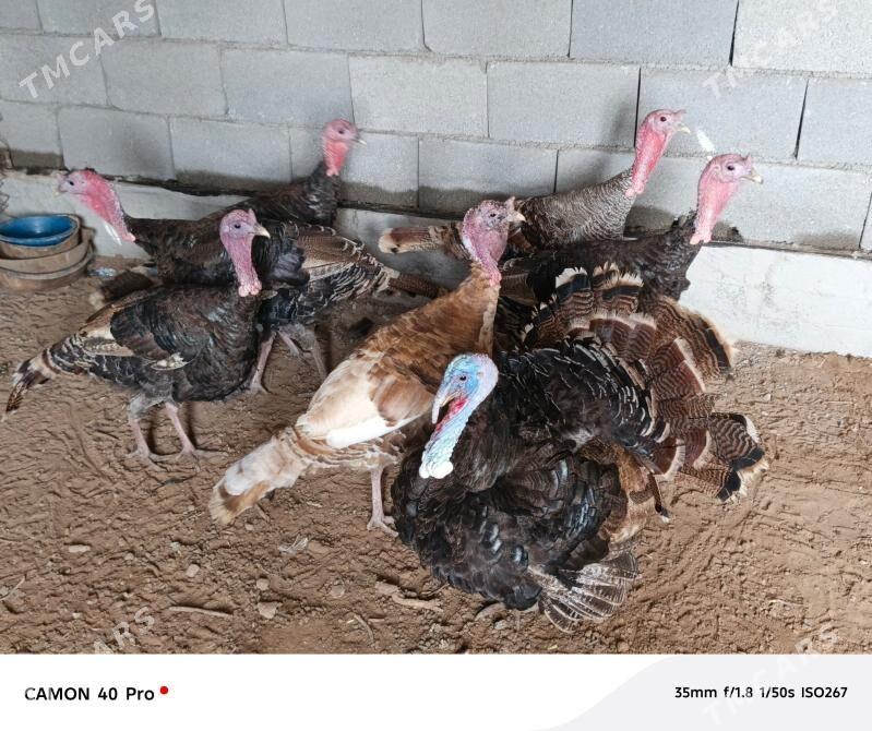 induk horaz - Tejen - img 1