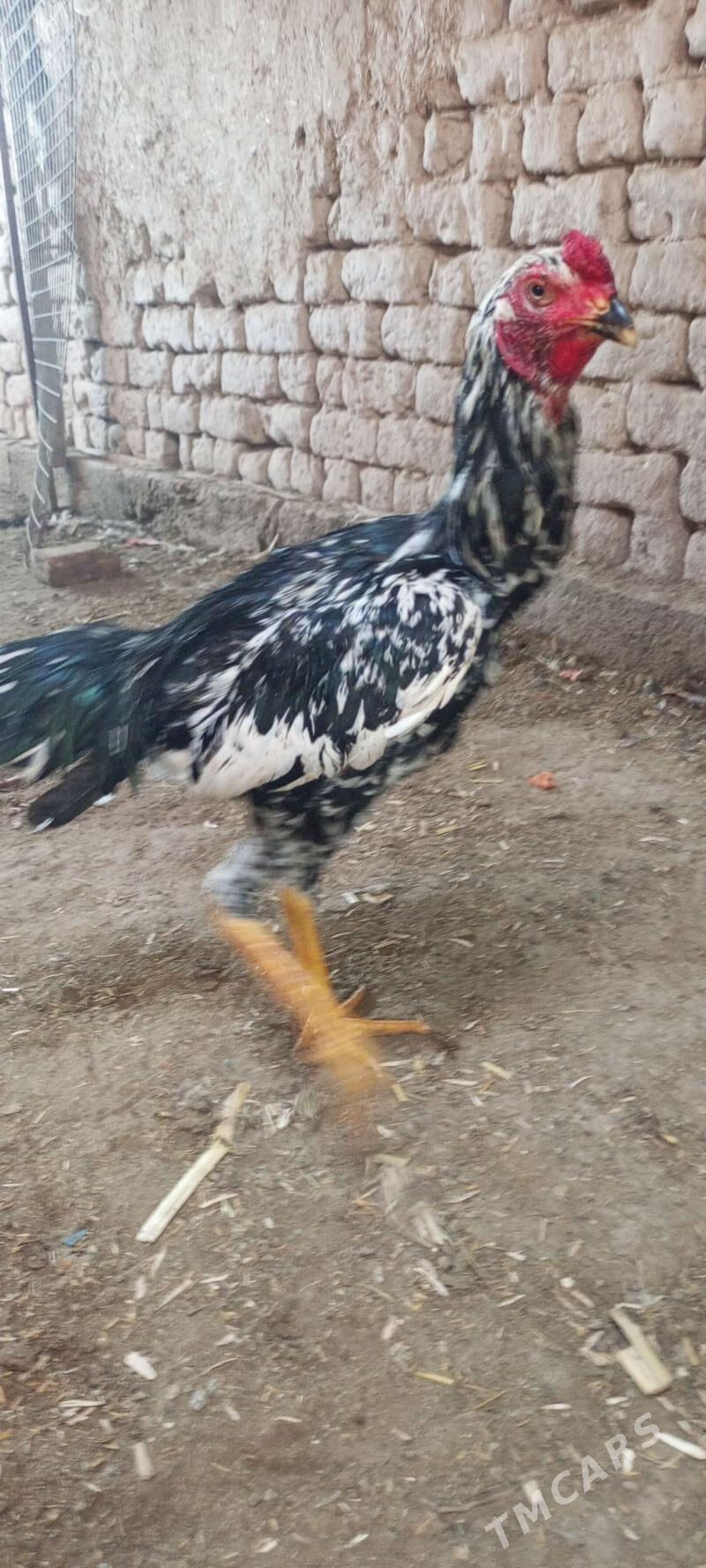 horaz - Шабатский этрап - img 1