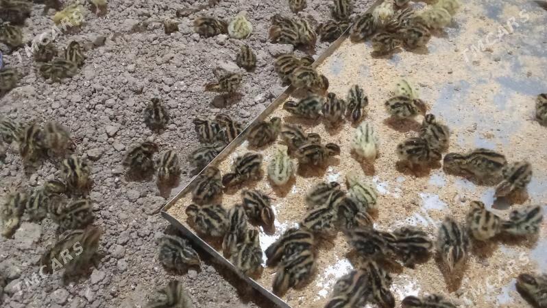 Bedene juje - Bedew - img 1