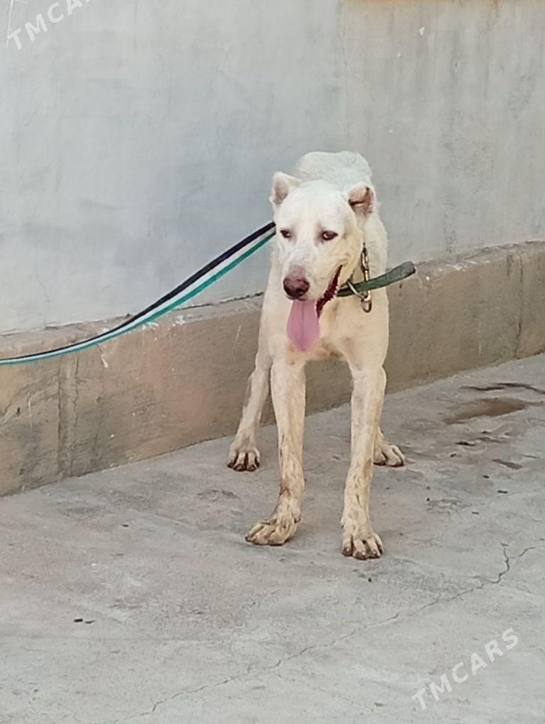 Alabay it - Ашхабад - img 1